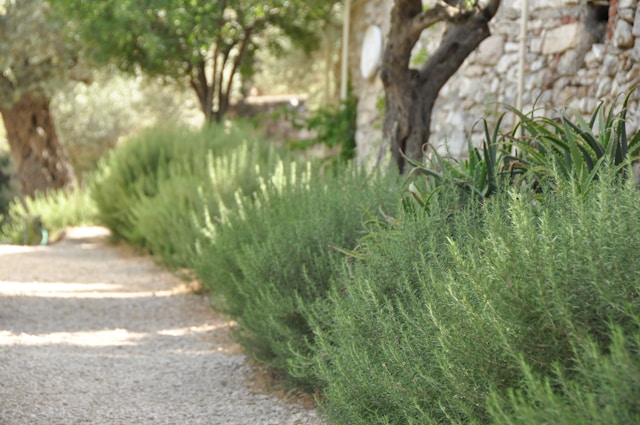 jardins d'oliviers