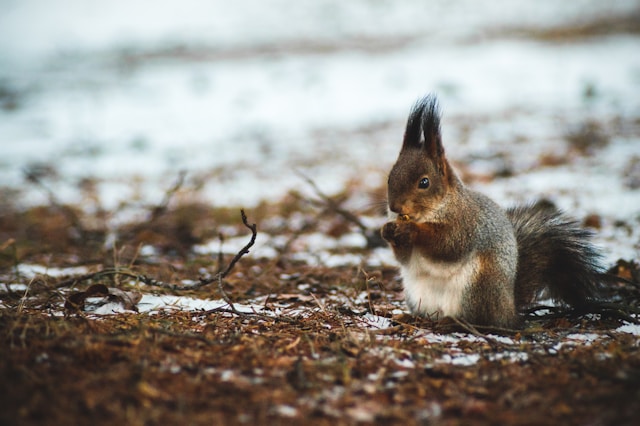 parcs animaliers