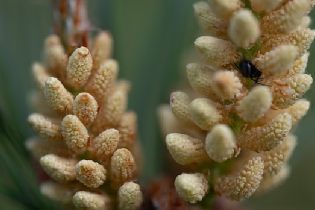 Pollen de pin