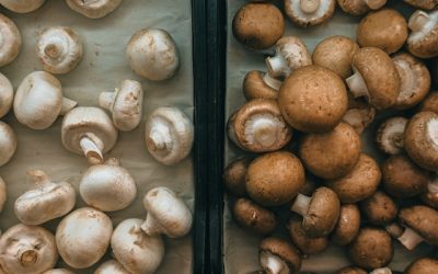 Mushngo champignons