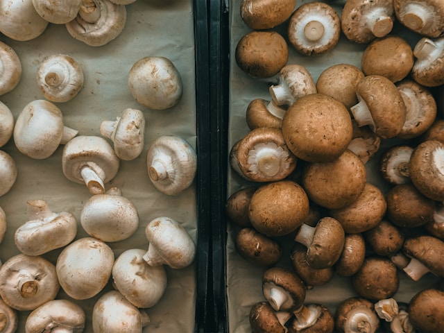Mushngo champignons